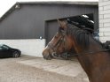 Ridelejr uge 26 og 27 2016